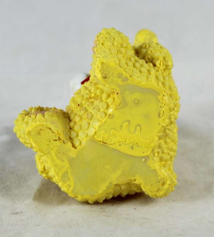 Small Bear Wearing Bow Tie - Gorgeous!