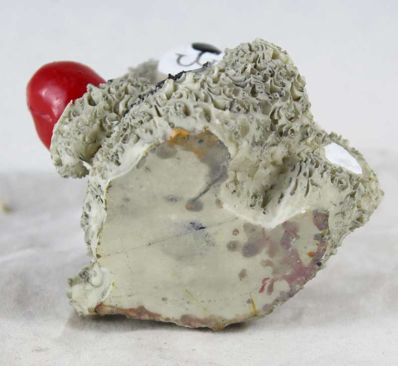 Seated bear holding red heart