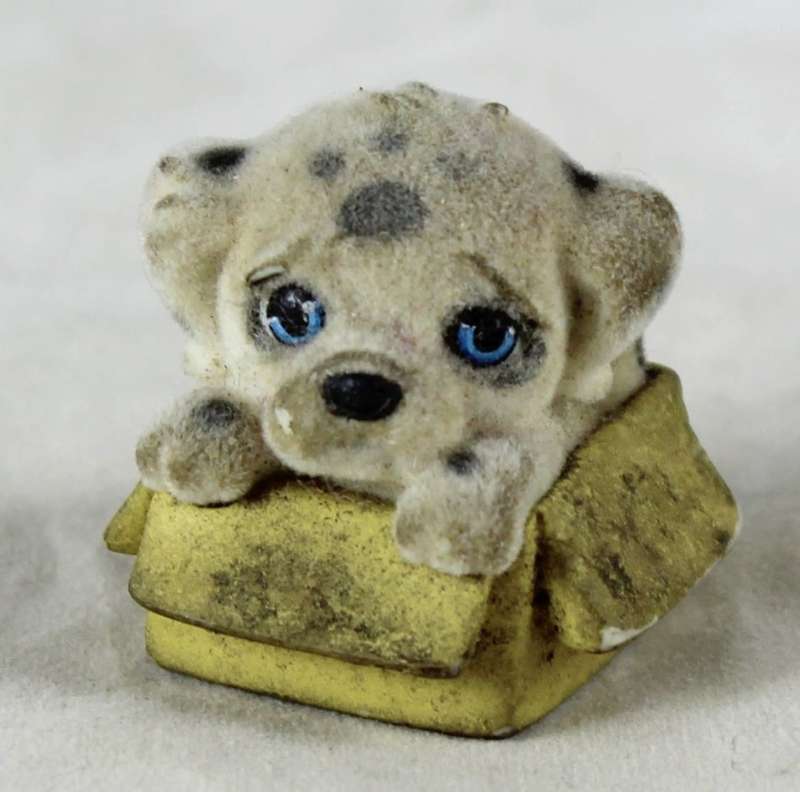 Suede puppy in a box