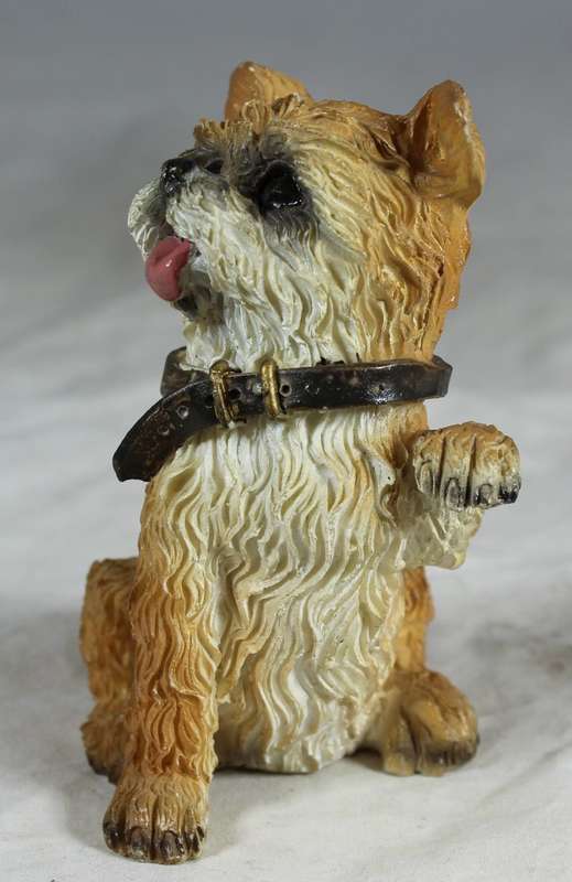 Yorkie begging