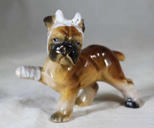 Porcelain boxer puppy with a bandaged foot