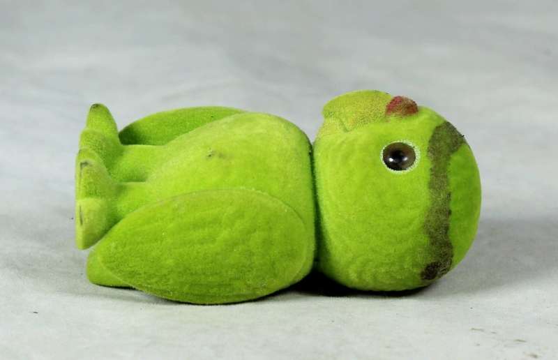 Small furry green parrot
