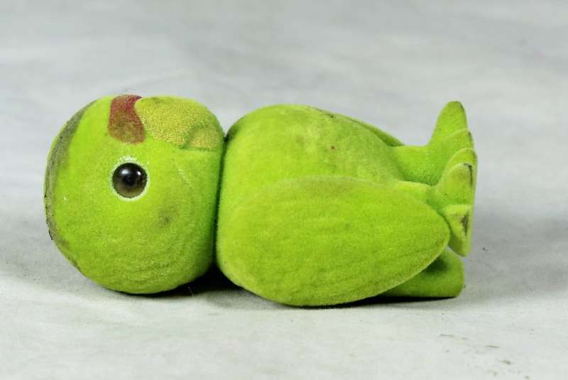 Small furry green parrot