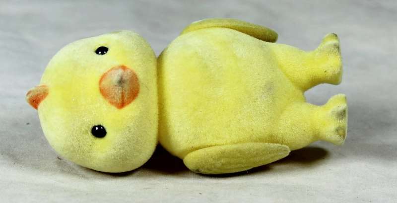 Small furry yellow chick