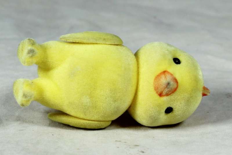 Small furry yellow chick