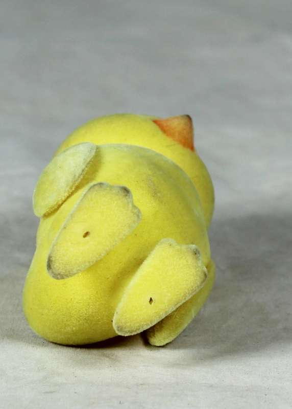 Small furry yellow chick