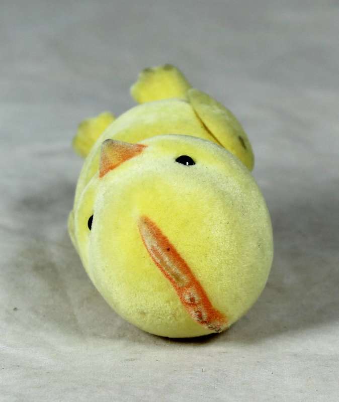 Small furry yellow chick