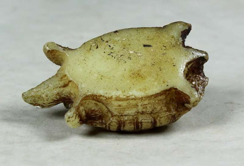 Miniature tortoise
