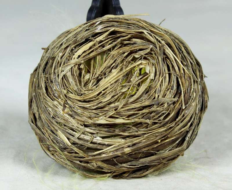 Miniature hen with chicks in a basket