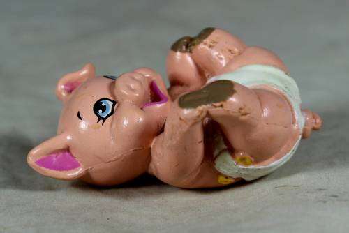 Nappy baby piglet