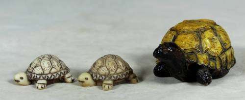 Miniature tortoise mommy with her 2 babies