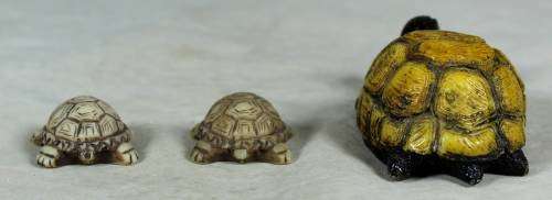 Miniature tortoise mommy with her 2 babies