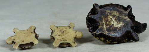 Miniature tortoise mommy with her 2 babies