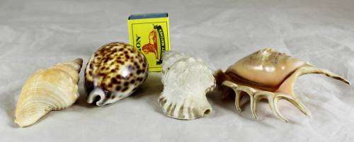Assorted shells