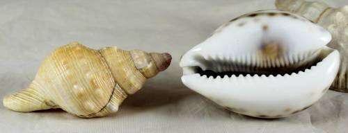 Assorted shells