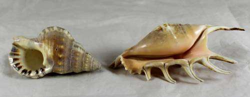 Assorted shells