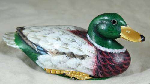 Colorful wood duck