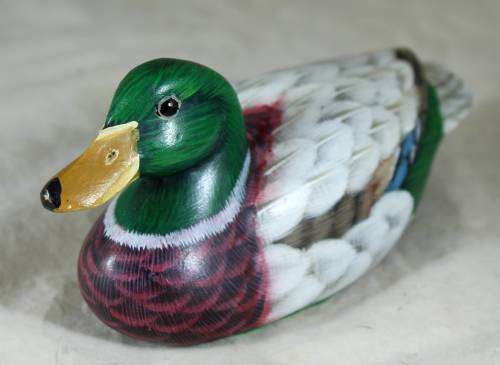 Colorful wood duck