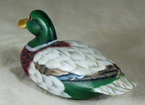 Colorful wood duck