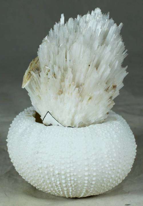 Piece of Scolecite - appophilite & stilbite with shell