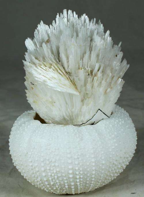 Piece of Scolecite - appophilite & stilbite with shell