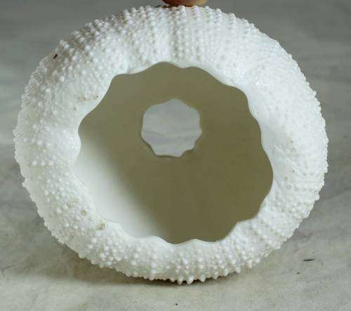Piece of Scolecite - appophilite & stilbite with shell