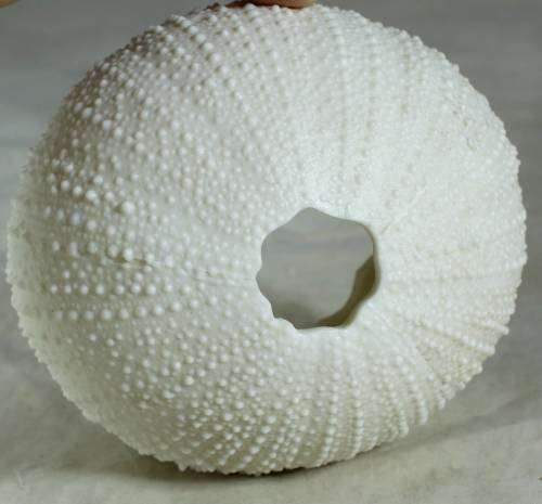 Piece of Scolecite - appophilite & stilbite with shell