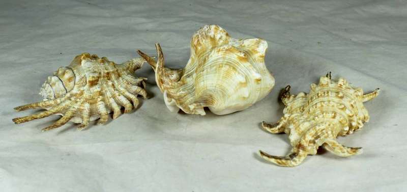 Trio of shells