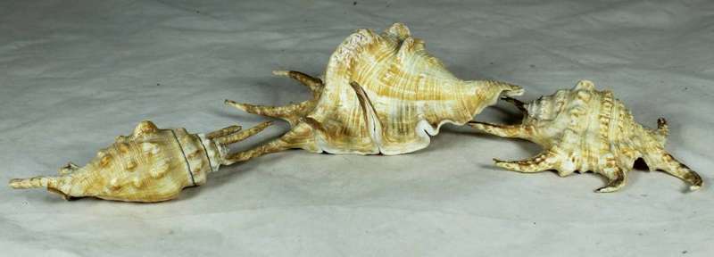 Trio of shells