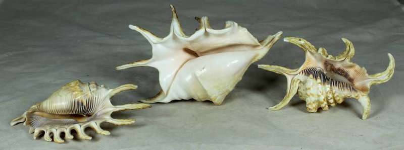 Trio of shells