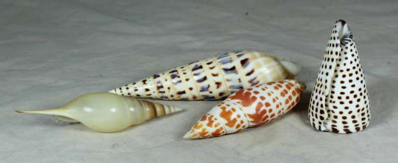 Set of four tube shells