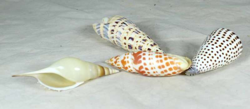 Set of four tube shells