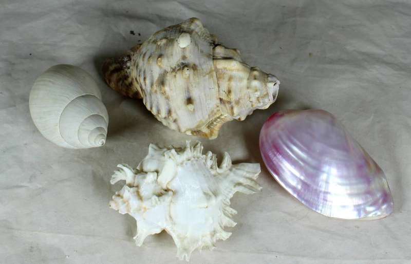 Set of four shells
