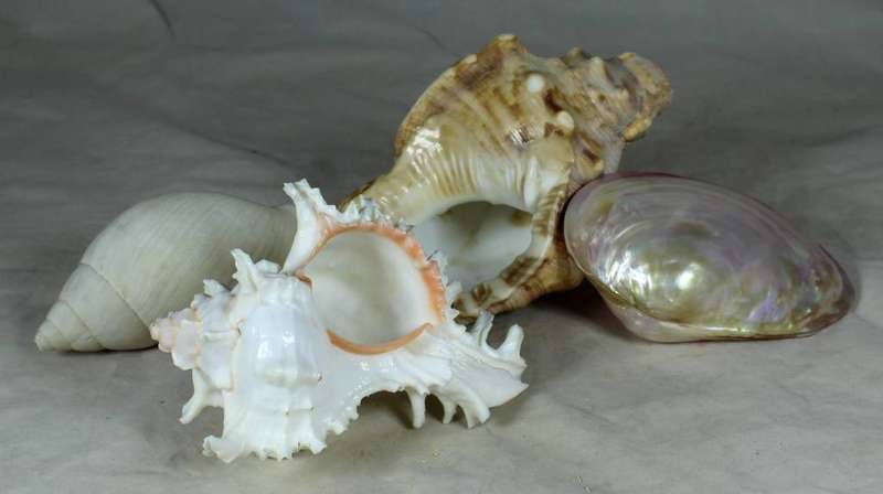 Set of four shells