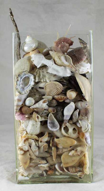Vase with shells