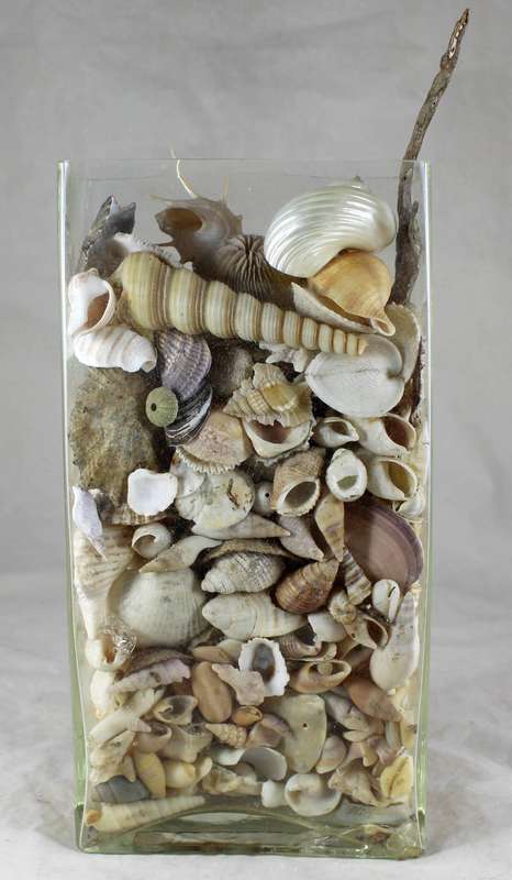 Vase with shells