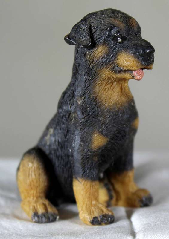 Rottweiler Puppy - Sitting Up Straight - Act Fast!! Bid Now!!