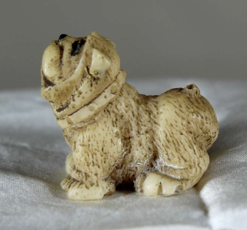 Miniature pug looking up