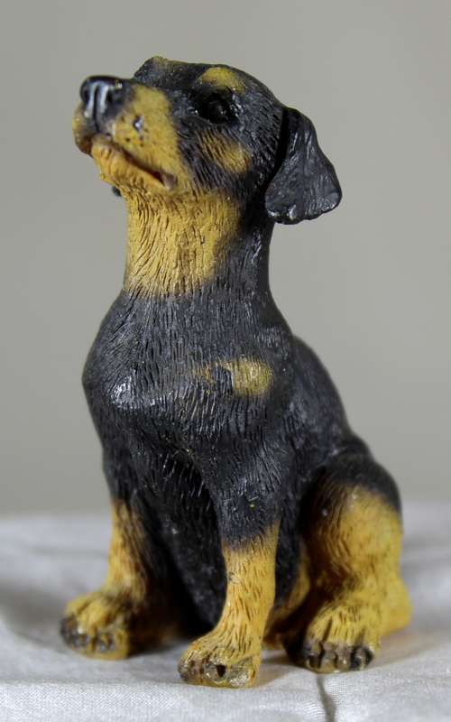 Miniature Doberman puppy sitting