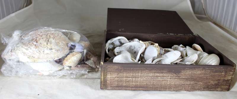 Assorted Shells and Shell Pieces