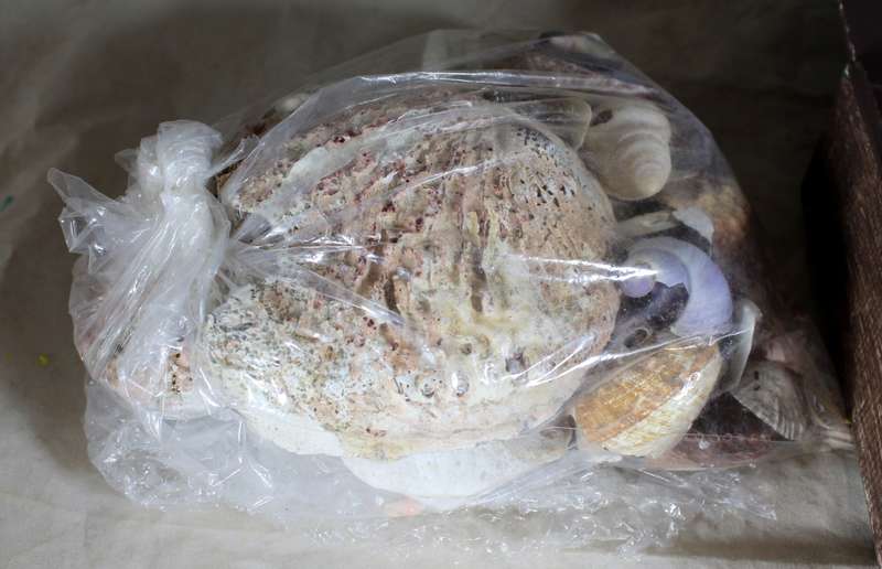 Assorted Shells and Shell Pieces