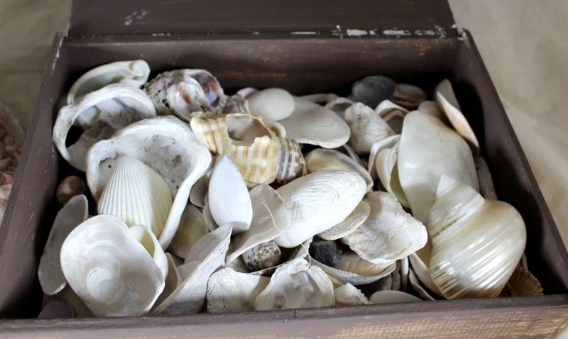 Assorted Shells and Shell Pieces