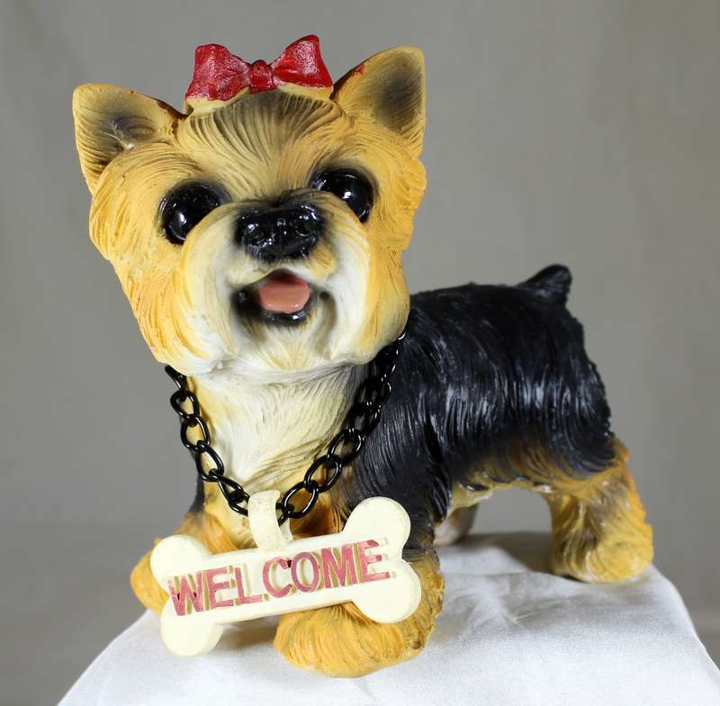 Yorkshire terrier `welcome` with bow