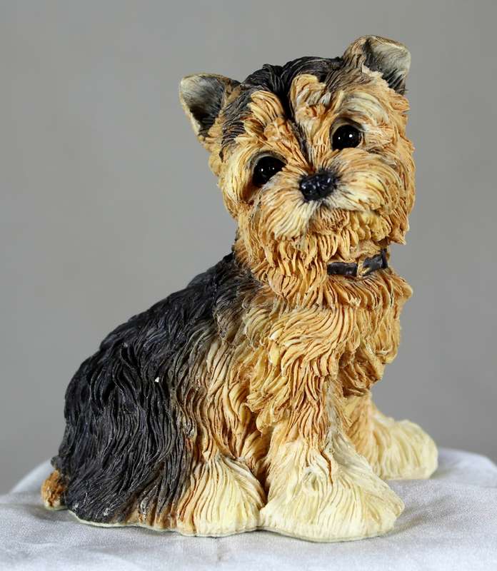 Yorkie puppy sitting
