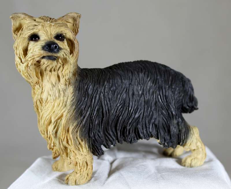 Yorkie puppy standing
