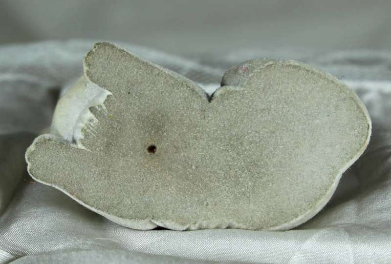Puppy in my pocket families - white and grey felted cat