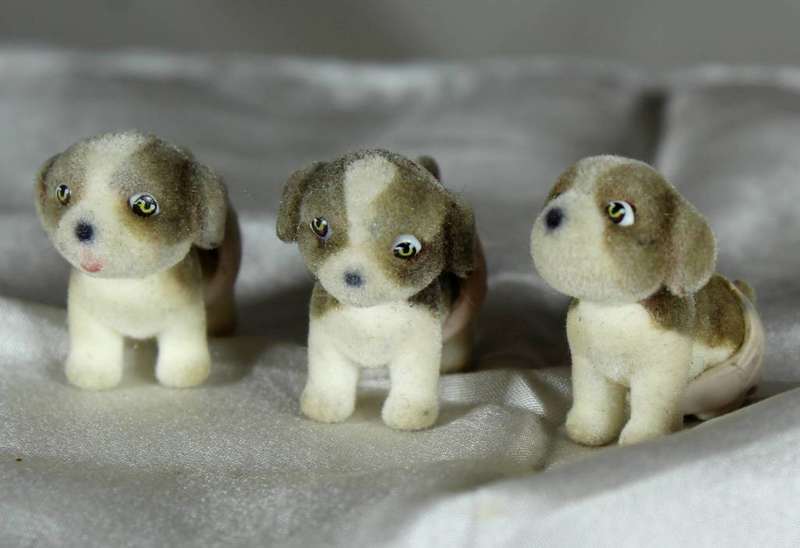 Three puppies in my pocket in diapers