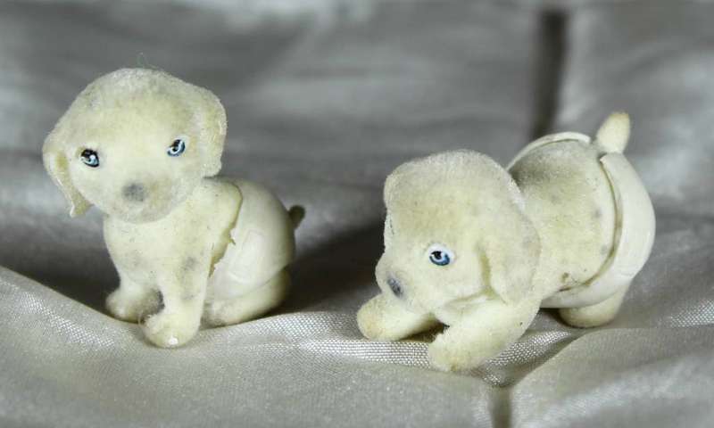 Two puppies in my pocket in diapers