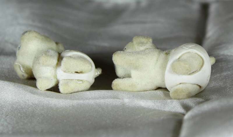 Two puppies in my pocket in diapers