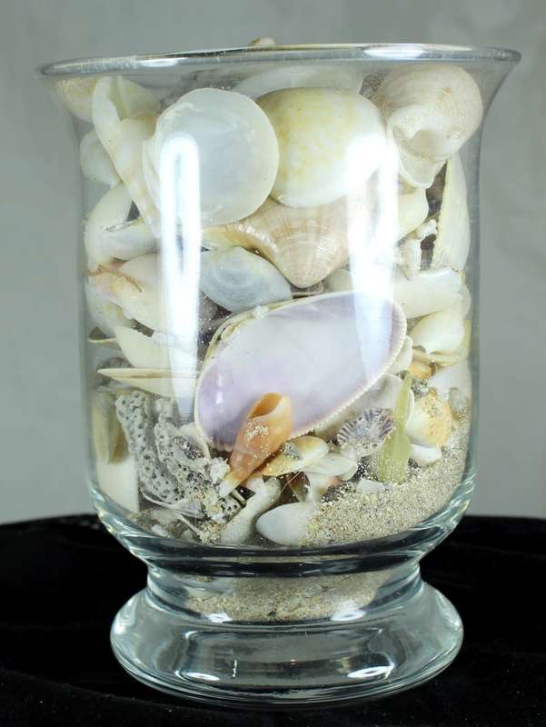 Glass vase with assorted sea shells
